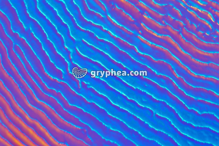 Ecaille de Carpe x15 - gryphea.com